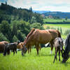 D'où viennent nos chevaux ? L'élevage de chevaux en Suisse