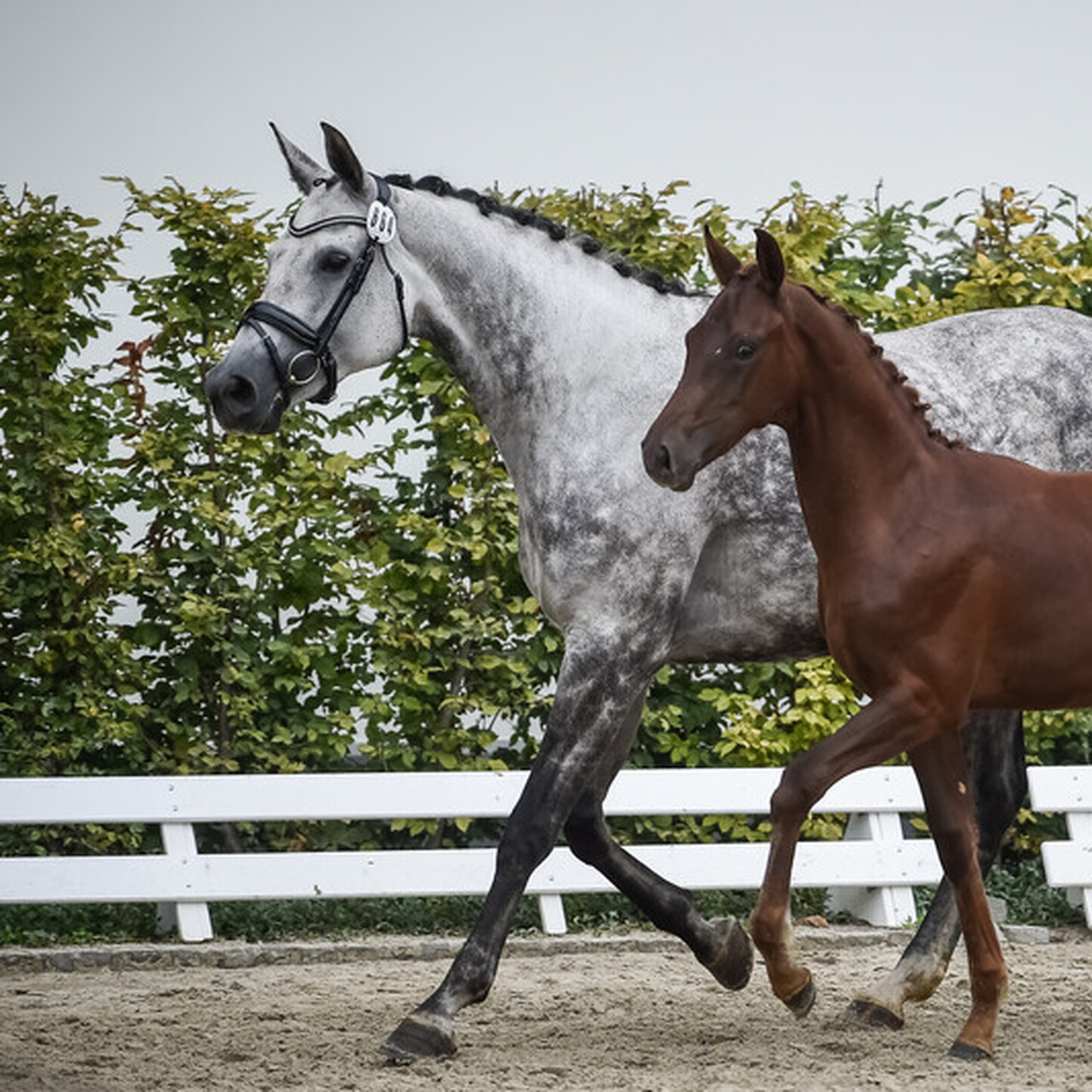 Woher kommen unsere Pferde? Ein Einblick in die Pferdezucht