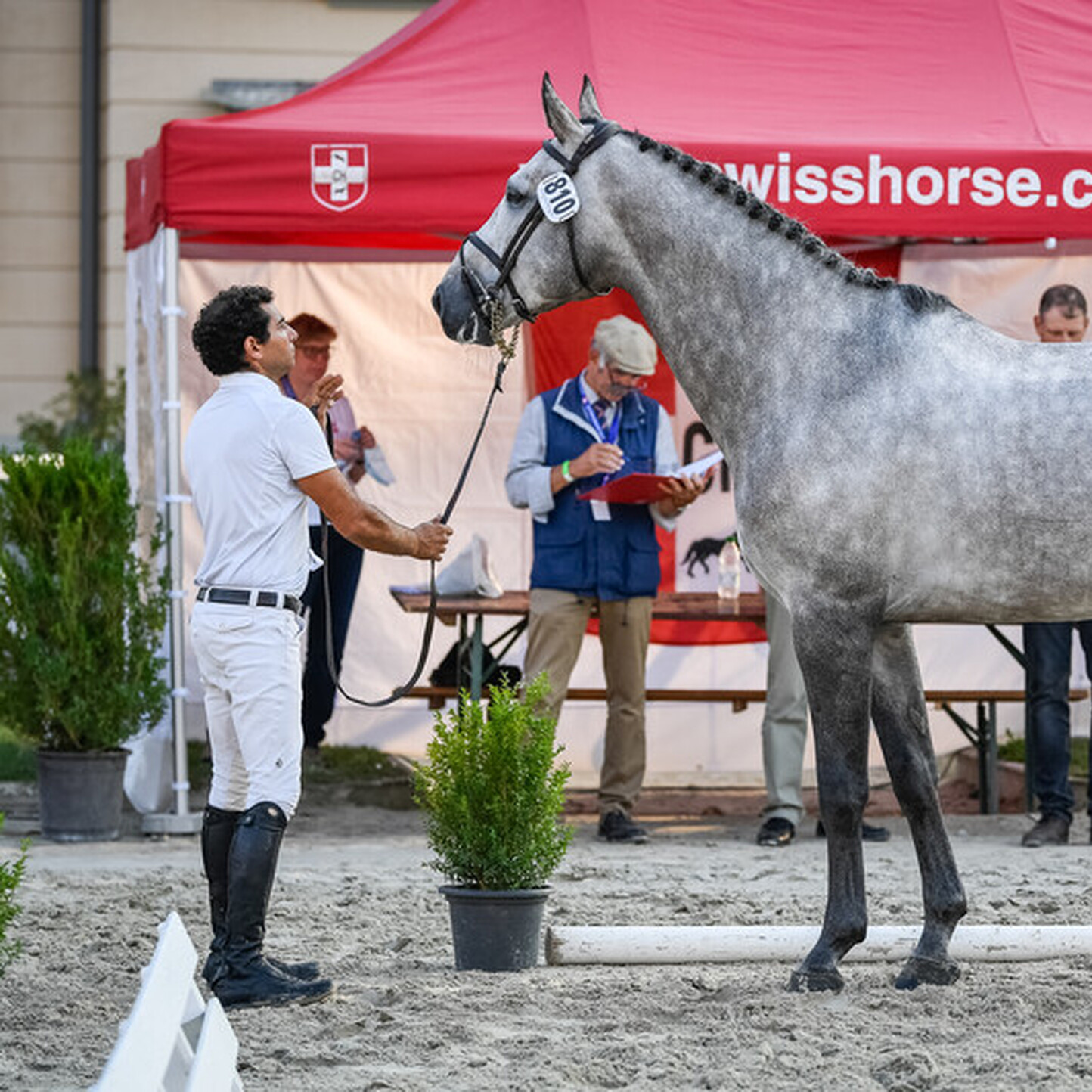 Woher kommen unsere Pferde? Die züchterischen Grundlagen
