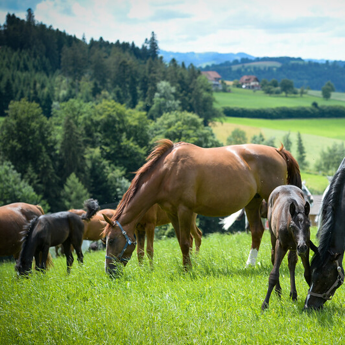 Woher kommen unsere Pferde? Die Pferdezucht in der Schweiz