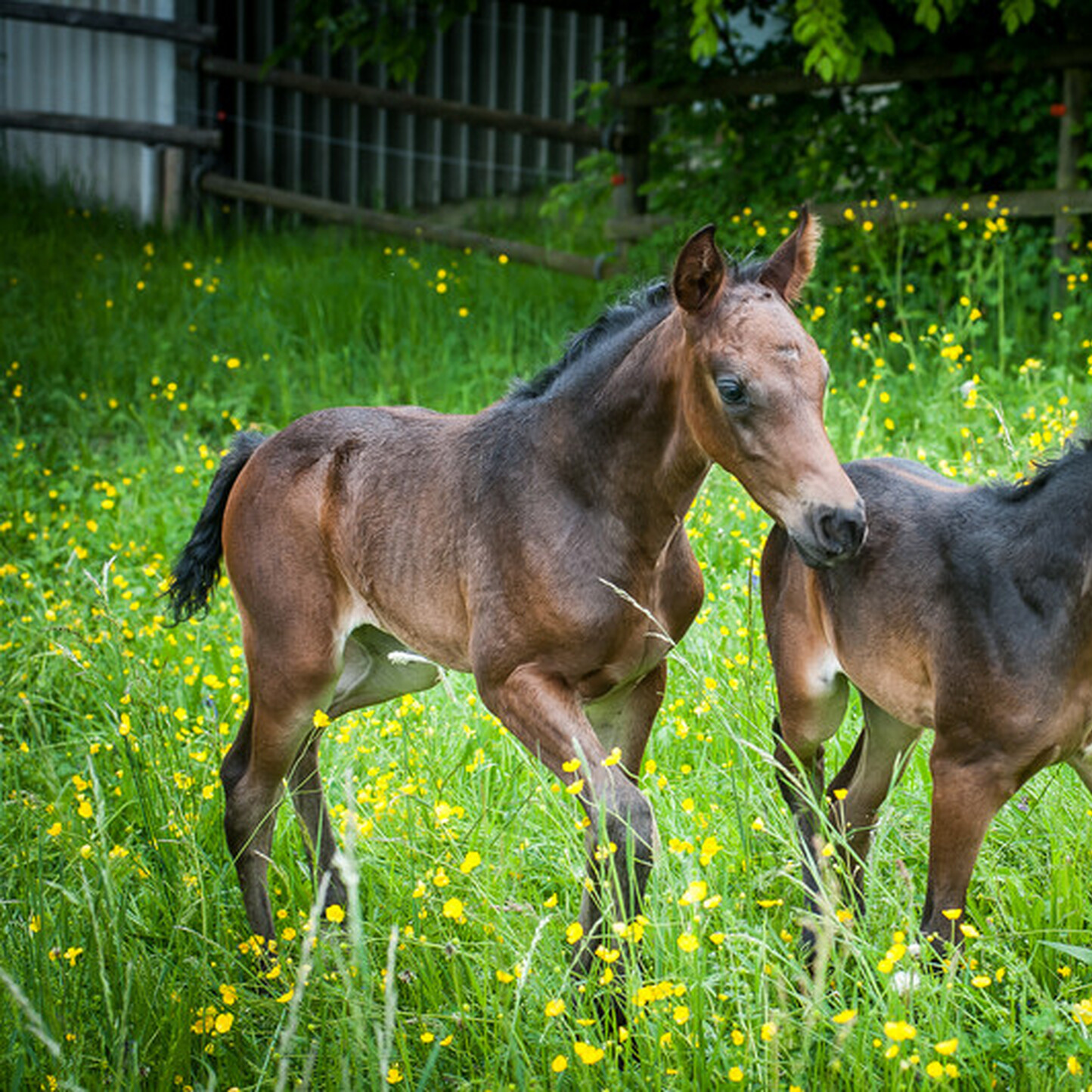 Woher kommen unsere Pferde? Neue Methoden in der Pferdezucht