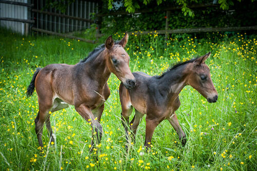 Poulains jumeaux au pré