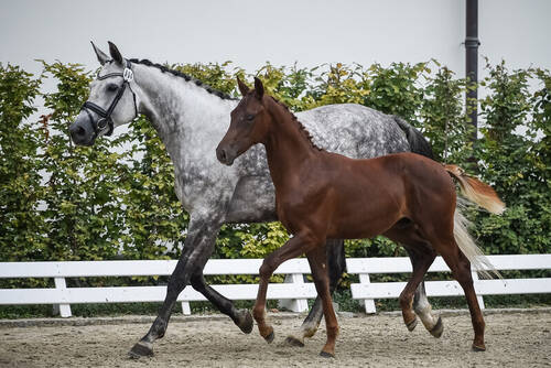 Stute mit ihrem Fohlen