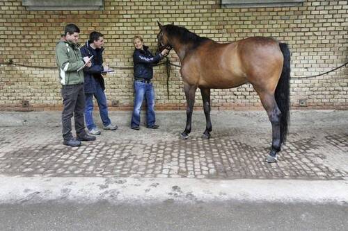 Conny Herholz, responsable de l'orientation Sciences équines, et deux étudiants (Photo: HAFL)
